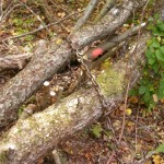 Slip chain around logs